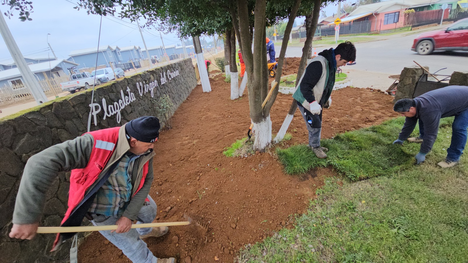 Recambio de pasto El Carmen 2