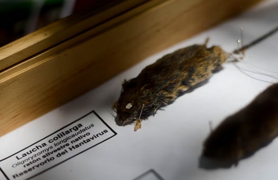 HANTAVIRUS